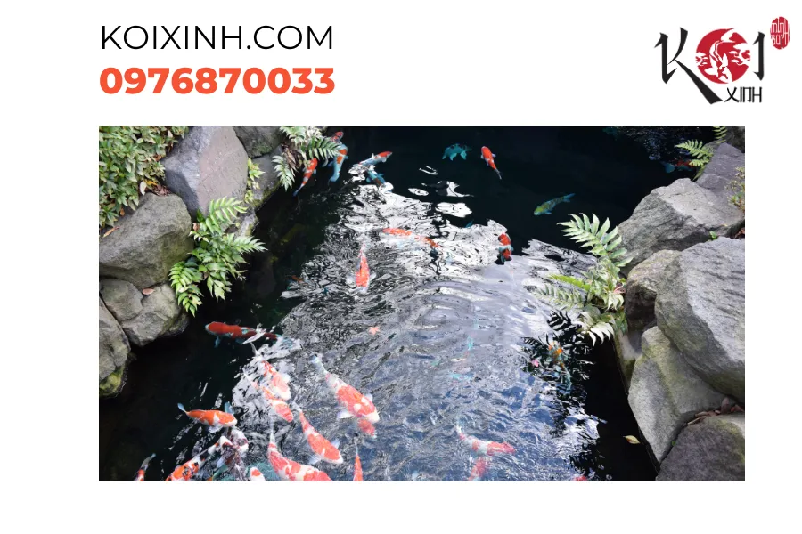 Tô điểm cuộc sống với dịch vụ thiết kế, thi công hồ cá Koi độc đáo tại Yên Bái. Tô điểm cuộc sống với dịch vụ thiết kế, thi công hồ cá Koi độc đáo tại Yên Bái.