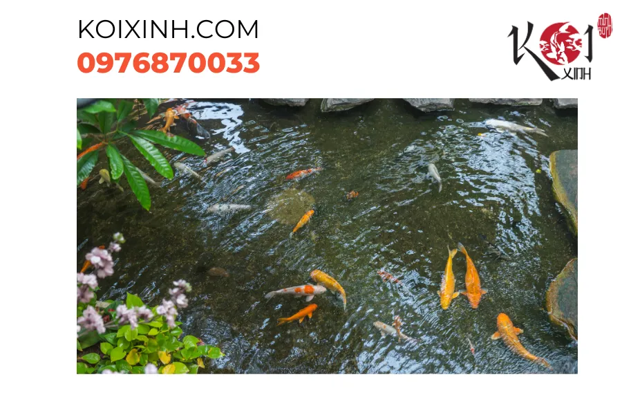 Dịch vụ thiết kế thi công hồ cá Koi tại Yên Bái Dịch vụ thiết kế thi công hồ cá Koi tại Yên Bái