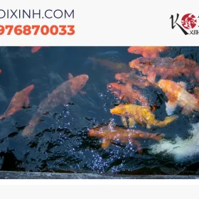Dịch vụ thiết kế/thi công hồ cá Koi theo yêu cầu uy tín