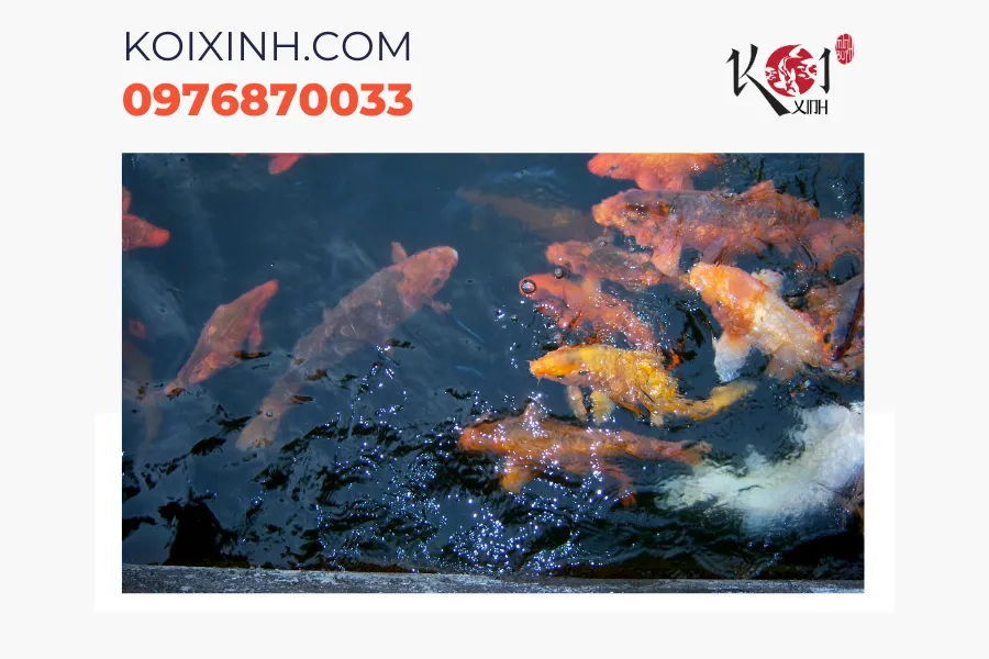 Dịch vụ thiết kế/thi công hồ cá Koi theo yêu cầu uy tín