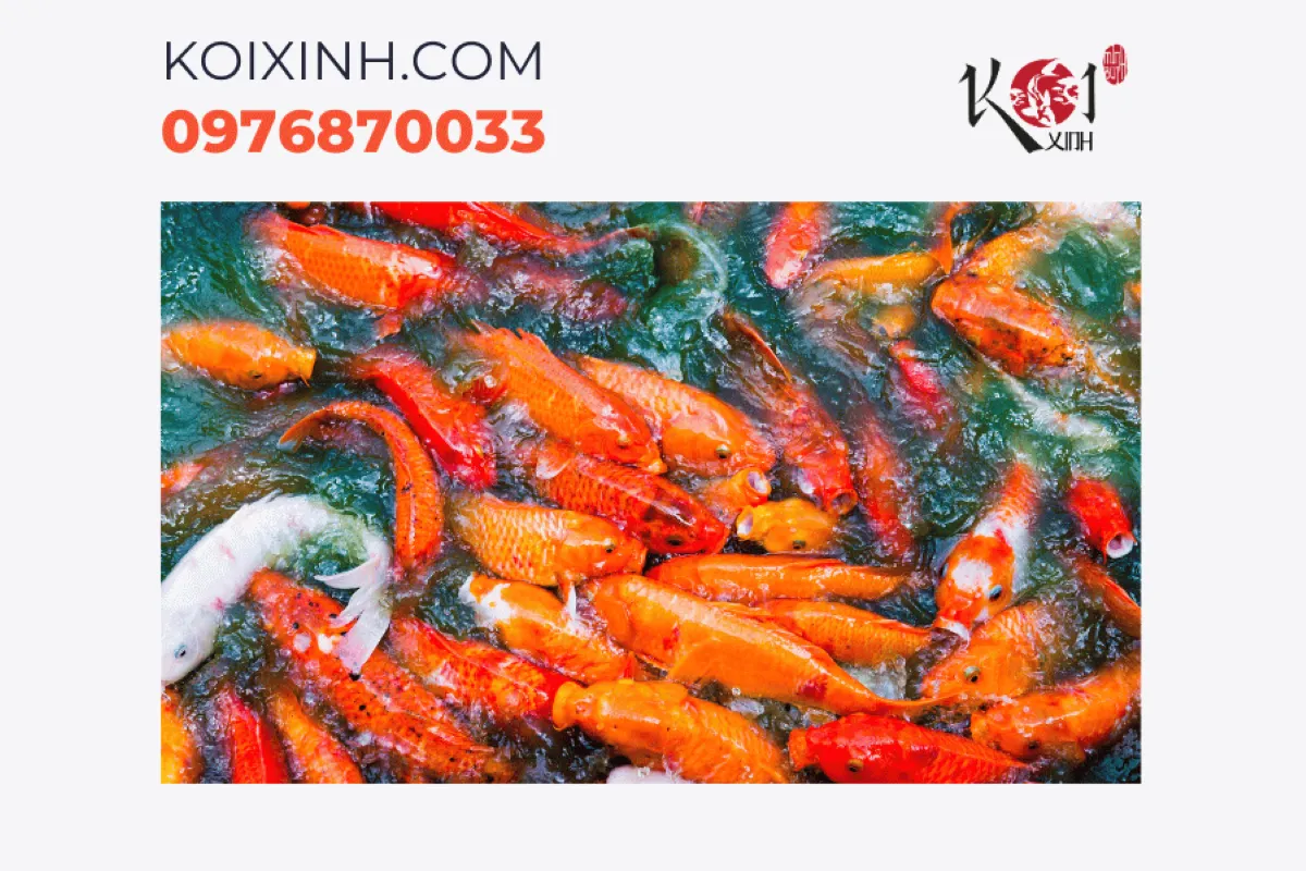 Thi công hồ cá Koi phong thuỷ tại Hà Nội chuyên nghiệp