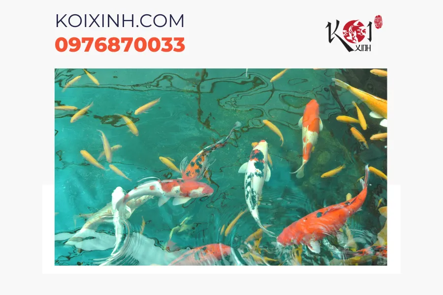 Thi công hồ cá Koi phong thuỷ tại Hà Nội