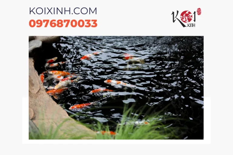 Dịch vụ thiết kế thi công hồ cá Koi mini tại Bắc Giang