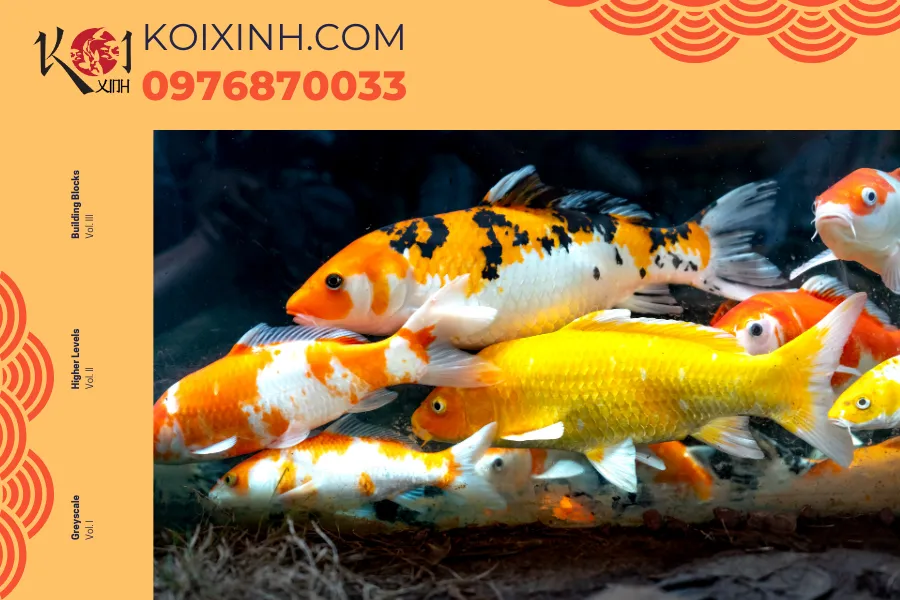 Thi công hồ cá Koi phong thuỷ tại Hà Nội