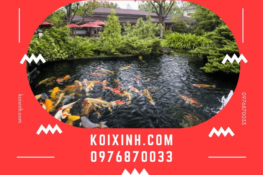 Các chi phí khi thi công hồ cá Koi phong thủy tại Koixinh Các chi phí khi thi công hồ cá Koi phong thủy tại Koixinh