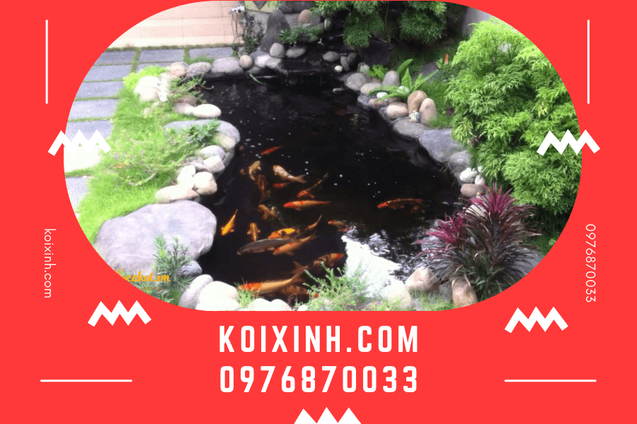 Tại sao bạn nên tin tưởng sử dụng dịch vụ thi công hồ cá Koi của Koixinh? Tại sao bạn nên tin tưởng sử dụng dịch vụ xây hồ cá Koi của Koixinh?