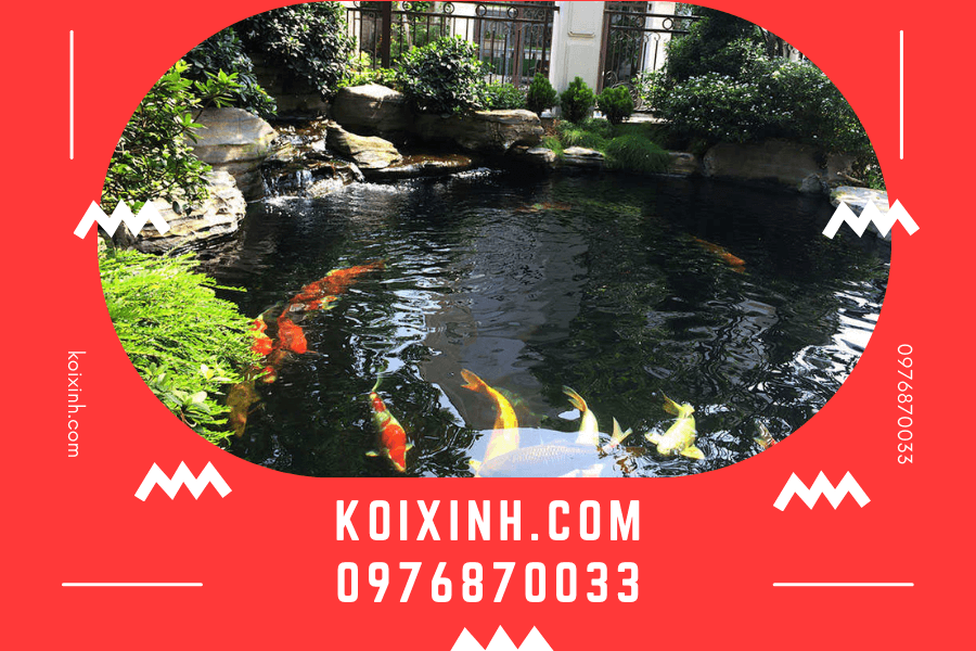 Thi công hồ cá Koi phong thủy tại Thái Bình