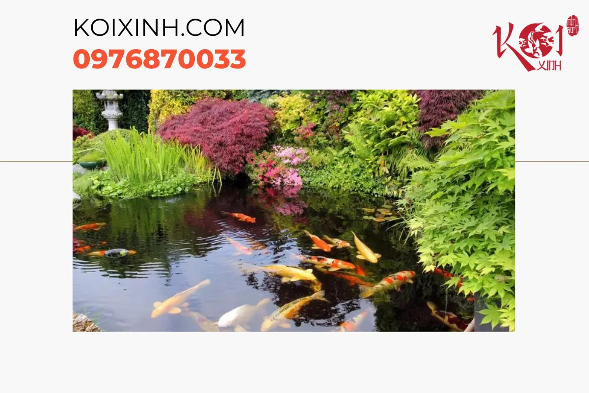 Koixinh - Đơn vị thiết kế, thi công hồ cá Koi được nhiều người lựa chọn