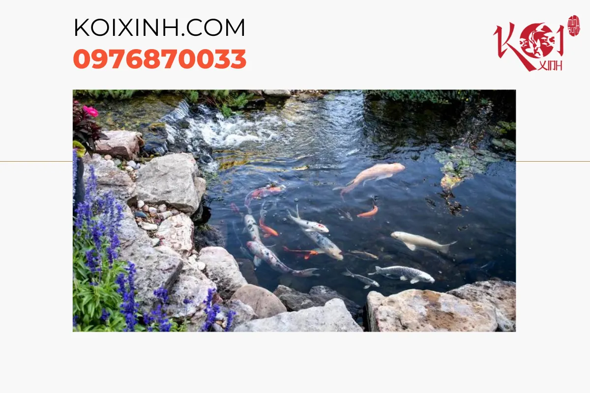 Chi phí thi công hồ cá Koi tại Koixinh
