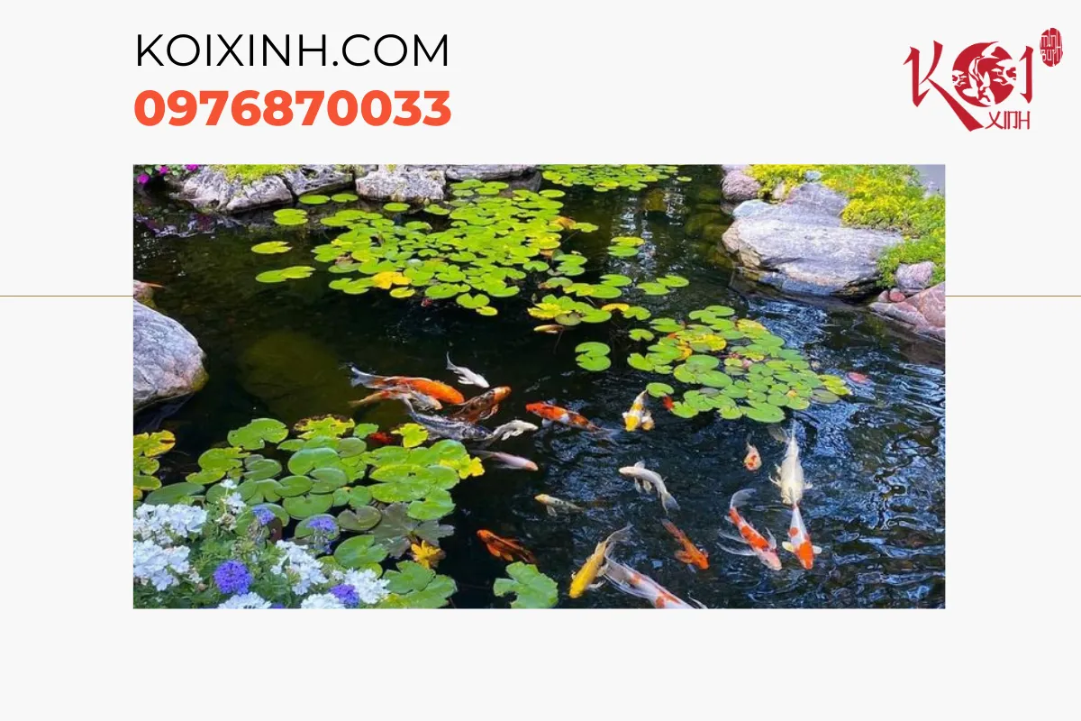 Chính sách bảo hành và cam kết của Koixinh
