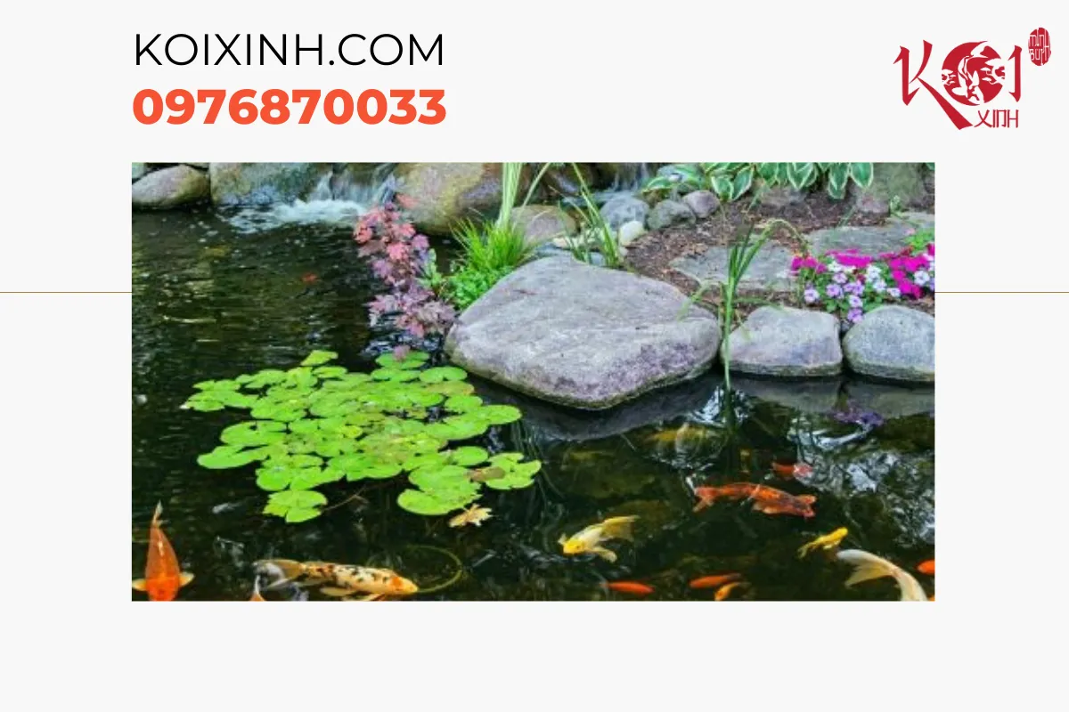 Những lý do mà hồ cá Koi phổ biến tại Sơn La