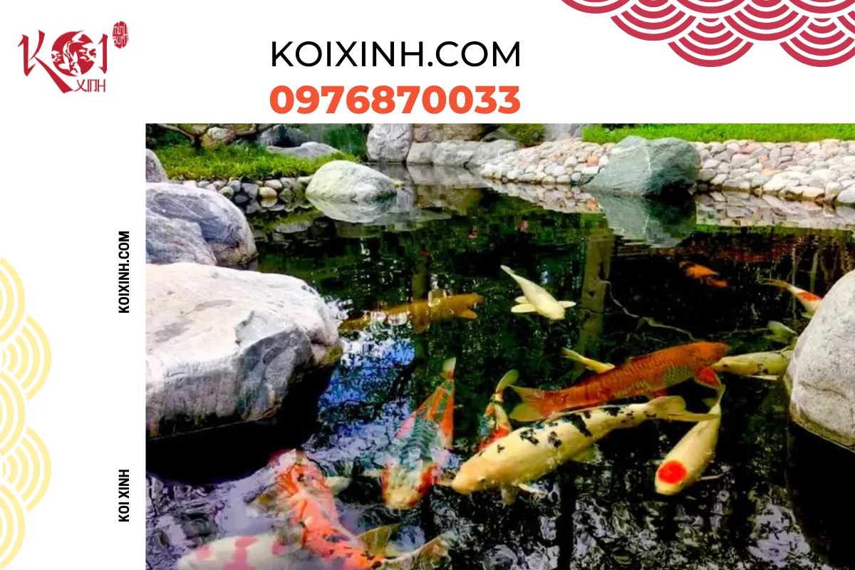 Koixinh - Thi công hồ cá Koi ngoài trời uy tín nhất Hòa Bình