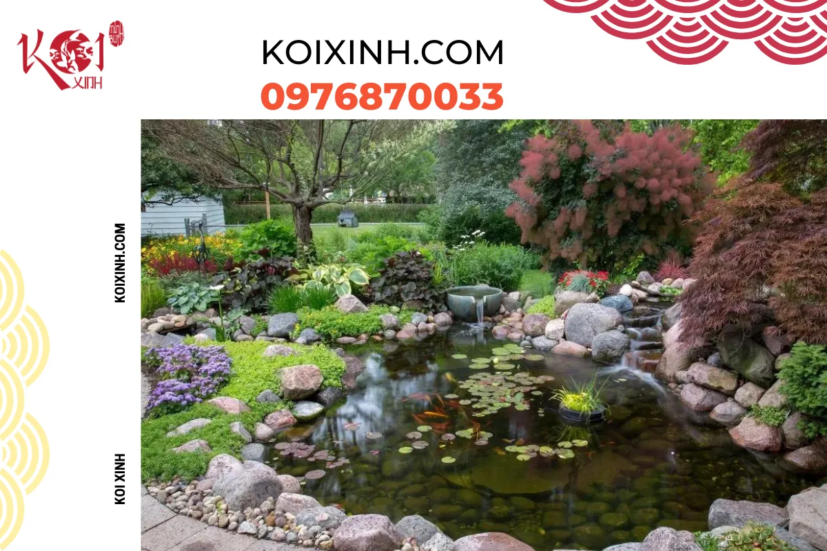 Thiết kế hồ cá Koi ngoài trời tại Hòa Bình