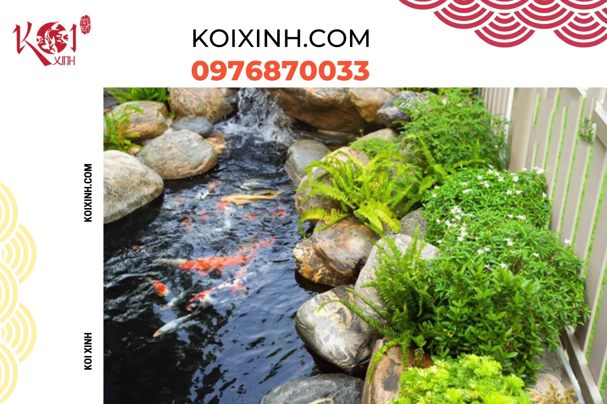 Xây hồ cá Koi tại Quảng Ninh chất lượng cao, bảo hành dài hạn