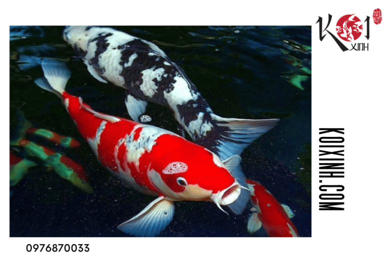 Thiết kế và thi công hồ cá Koi tại Vĩnh Phúc