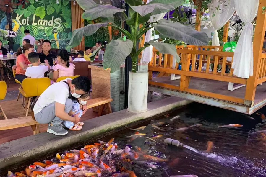 TOP 4 quán cà phê có thể chụp ảnh cá Koi đẹp tại Hồ Chí Minh