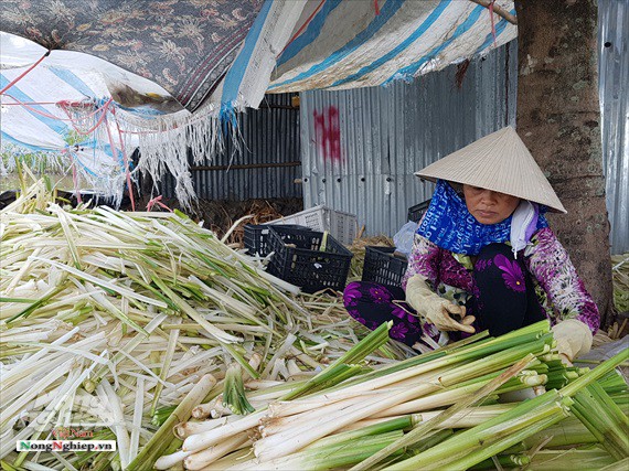 Ăn nên làm ra nhờ cây bồn bồn - Ảnh 2.