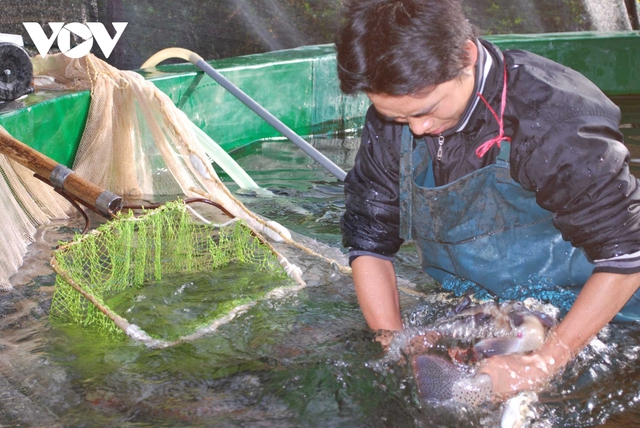 Cá hồi, cá tầm Việt Nam tìm hướng đi trong cuộc cạnh tranh mới  - Ảnh 1.