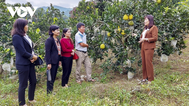 Học nhau cách làm giàu, nông dân có thu nhập hàng trăm triệu đồng - Ảnh 1.