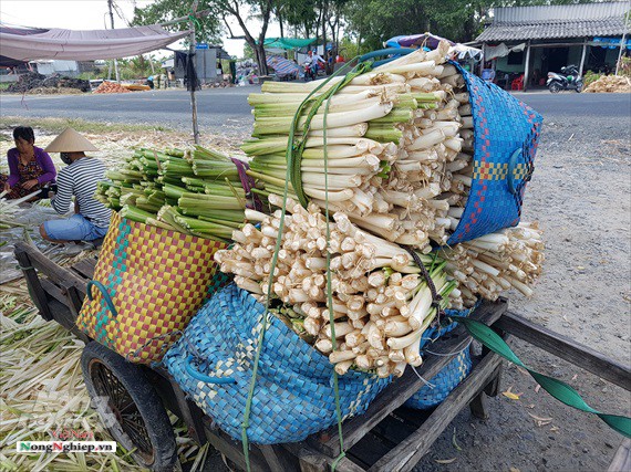 Ăn nên làm ra nhờ cây bồn bồn - Ảnh 3.