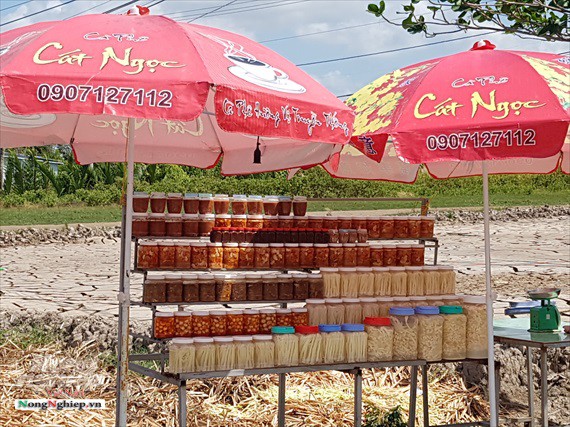 Ăn nên làm ra nhờ cây bồn bồn - Ảnh 5.