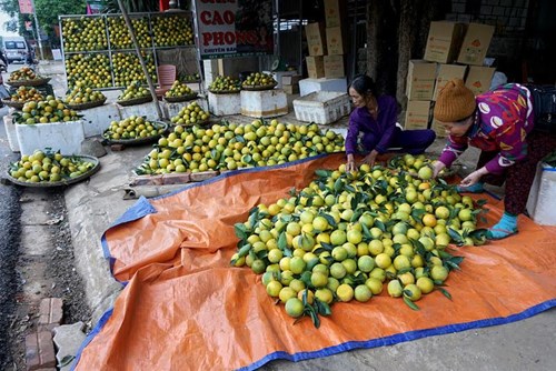 Người dân trồng cam ở Cao Phong cũng phất lên nhanh trong, thu tiền tỷ mỗi năm.