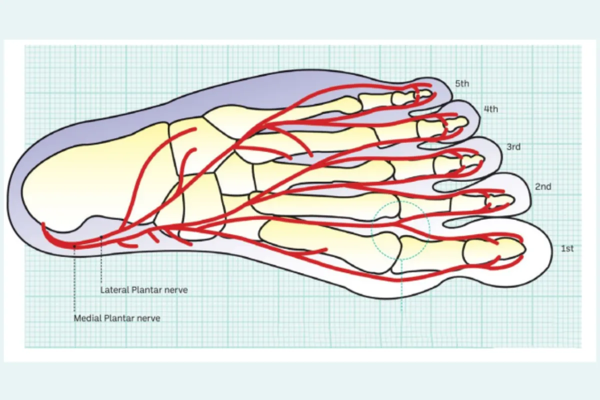 [Ebook Việt Hóa] Bike Fit (2022): Anatomy related to bicycles (Giải phẫu liên quan đến xe đạp)