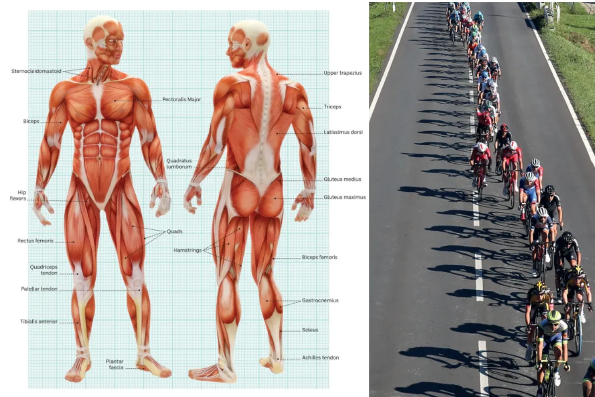 [Ebook Việt Hóa] Bike Fit (2022): Anatomy related to bicycles (Giải phẫu liên quan đến xe đạp)