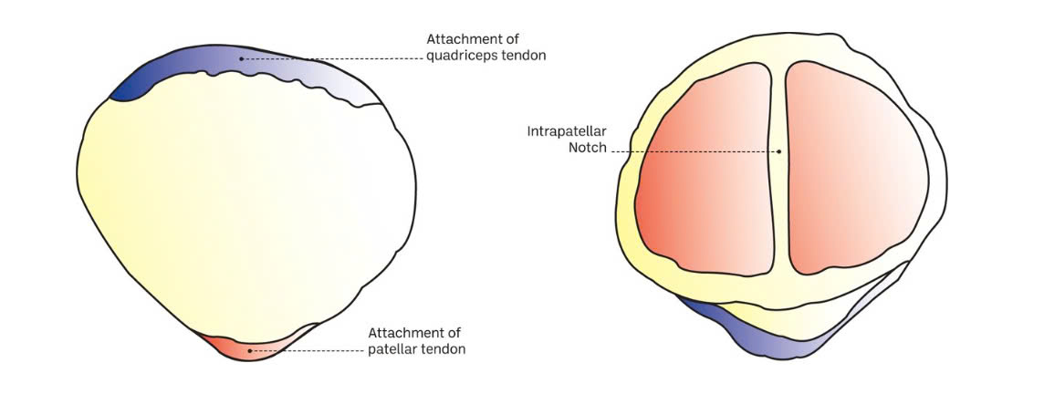 [Ebook Việt Hóa] Bike Fit (2022): Anatomy related to bicycles (Giải phẫu liên quan đến xe đạp)