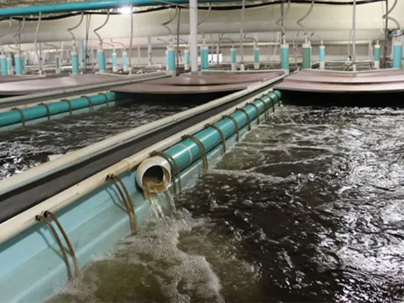Ozone giúp khử trùng nước nuôi cá hiệu quả, nâng cao sức khỏe và năng suất. Ozone giúp khử trùng nước nuôi cá hiệu quả, nâng cao sức khỏe và năng suất.