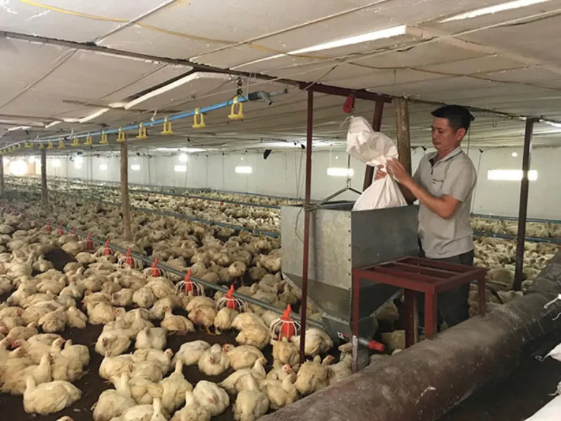 Giải pháp khử khuẩn ozone tạo điều kiện tốt nhất cho sự phát triển của gà con. Giải pháp khử khuẩn ozone tạo điều kiện tốt nhất cho sự phát triển của gà con.