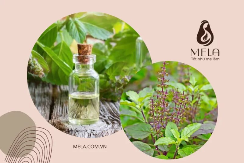 Gội đầu bằng tinh dầu hương nhu ngăn ngừa rụng tóc