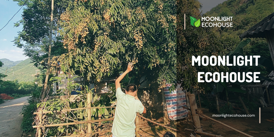 Anh Dũng Cá Xinh đang xin người dân nhãn ^^. Đây là một trong những vị khách quen thuộc nhất của Mai Châu Moonlight Ecohouse