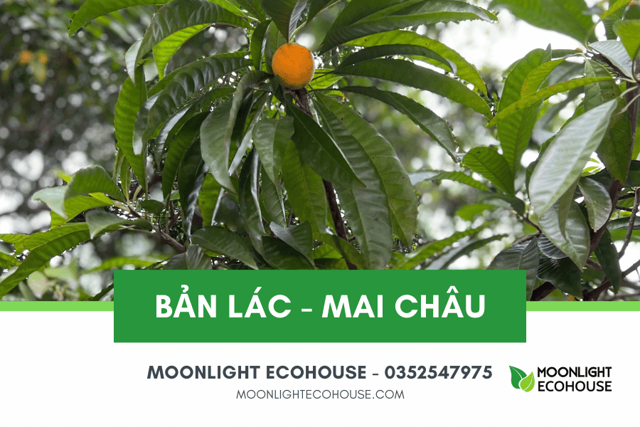 Du lịch Bản Lác: Điểm đáng đến ở thung lũng Mai Châu, Hòa Bình, Việt Nam