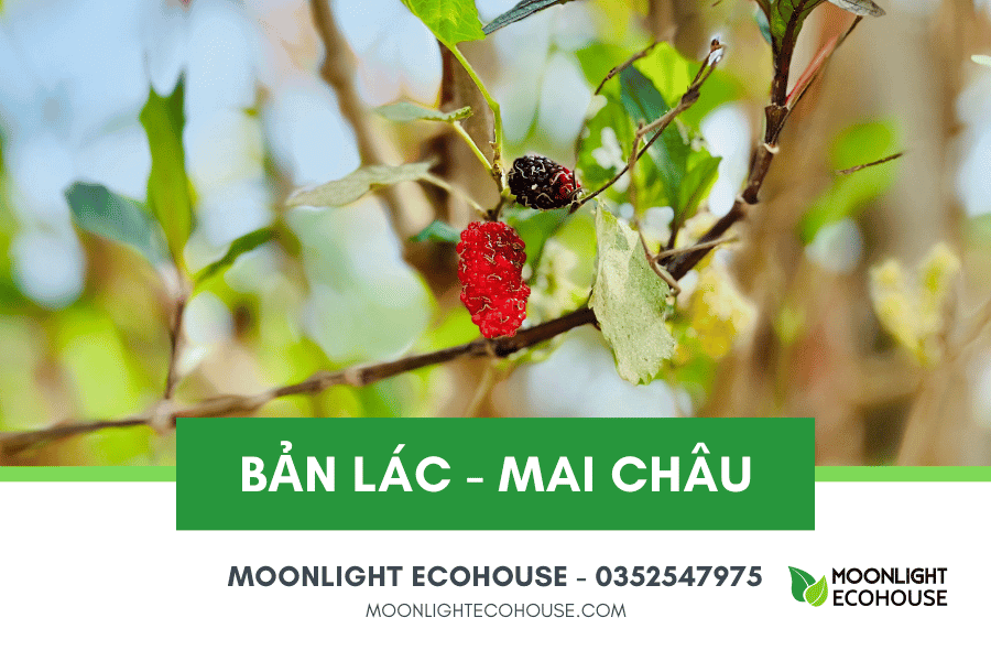 Du lịch Bản Lác: Điểm đáng đến ở thung lũng Mai Châu, Hòa Bình, Việt Nam