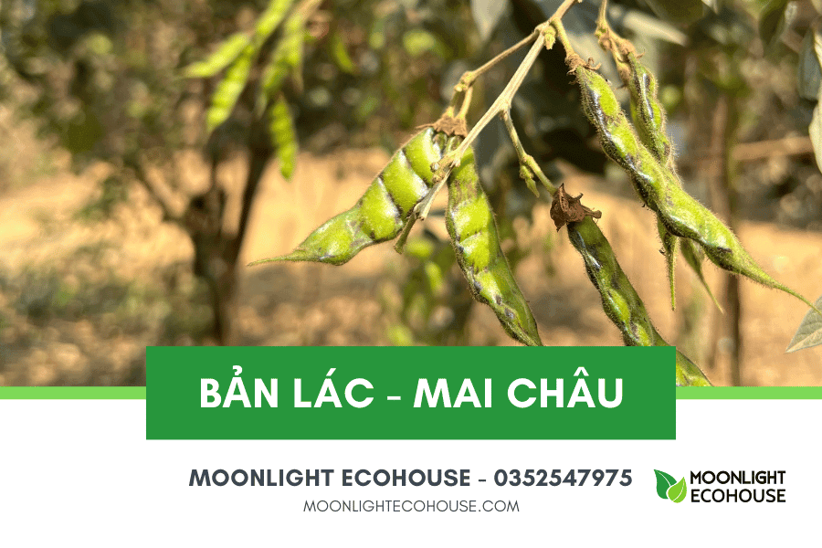 Du lịch Bản Lác: Điểm đáng đến ở thung lũng Mai Châu, Hòa Bình, Việt Nam
