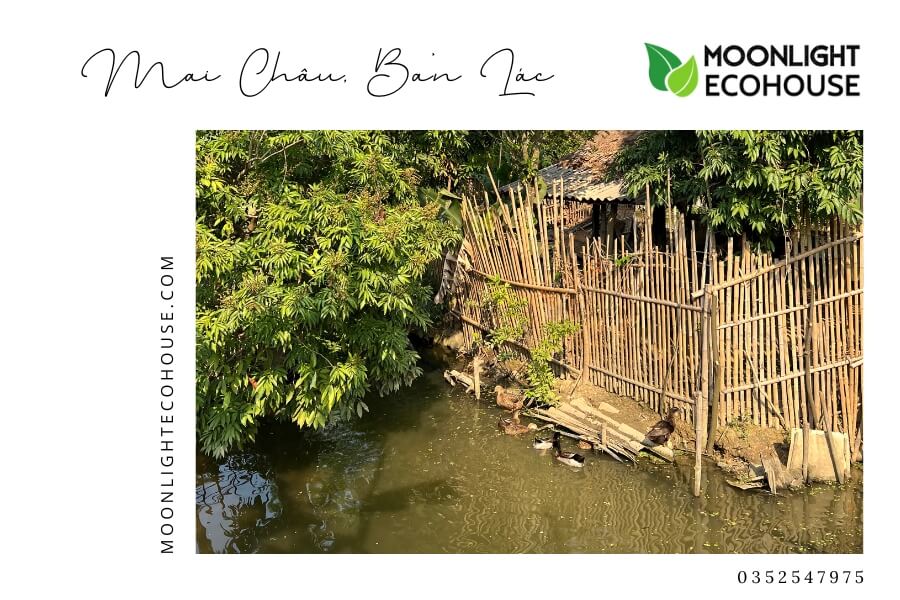 Review Bản Lác: Kinh Nghiệm Du Lịch Bản Lác 2023