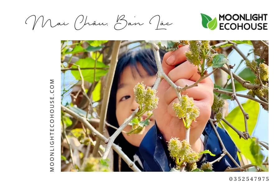 Review Bản Lác: Kinh Nghiệm Du Lịch Bản Lác 2023