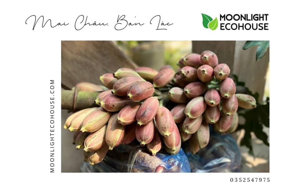 Review Bản Lác: Kinh Nghiệm Du Lịch Bản Lác 2023