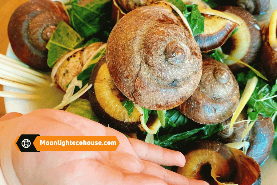 Những cơn mưa mùa hè mang lại ốc núi tươi ngon, chỉ có ở đặc sản Mai Châu Những cơn mưa mùa hè mang lại ốc núi tươi ngon, chỉ có ở đặc sản Mai Châu
