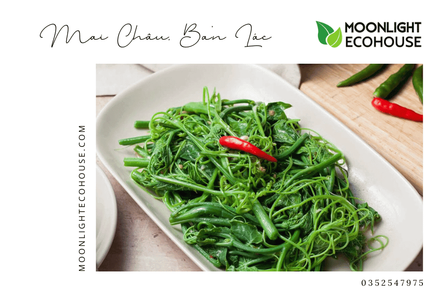 Một đặc sản của vùng núi Mai Châu - Ngọn Susu xào Bản Lác.