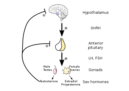 Sự chậm phát triển của trục dưới đồi - tuyến yên - buồng trứng