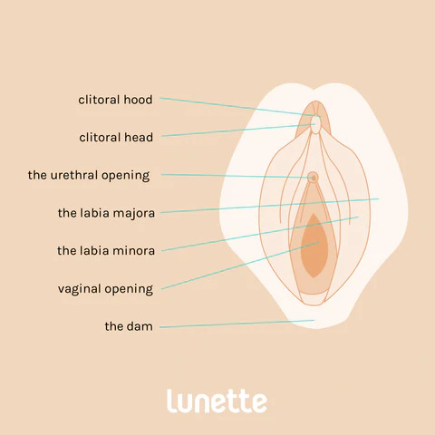 Hãy cùng Nàng Nguyệt xác định sự khác biệt giữa vulva (âm hộ) và vagina (âm đạo) trong bài viết này nhé!