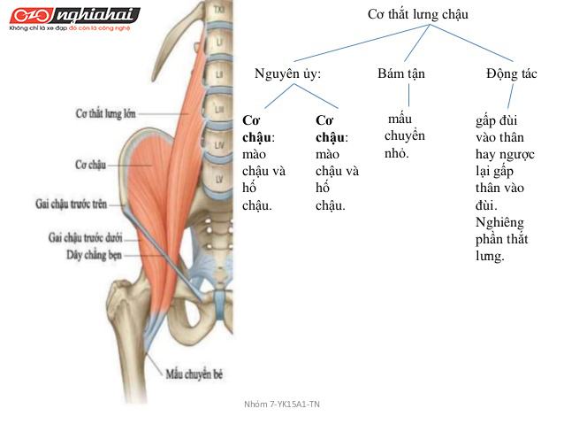 Phát triển nhóm cơ nằm bên trong xương chậu để cải thiện khả năng đạp xe của bạn 2