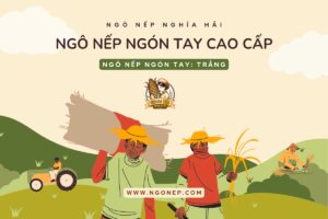 Ngô nếp ngón tay trắng - ngonep.com - 1200 x 800