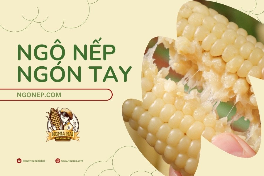 Ngô Nếp