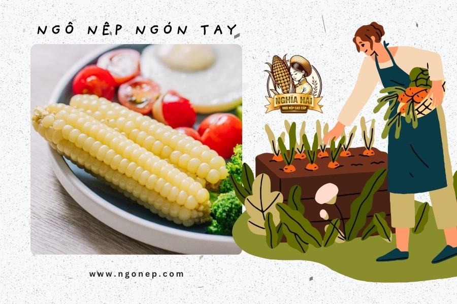 Ngô Nếp Nhật Bản