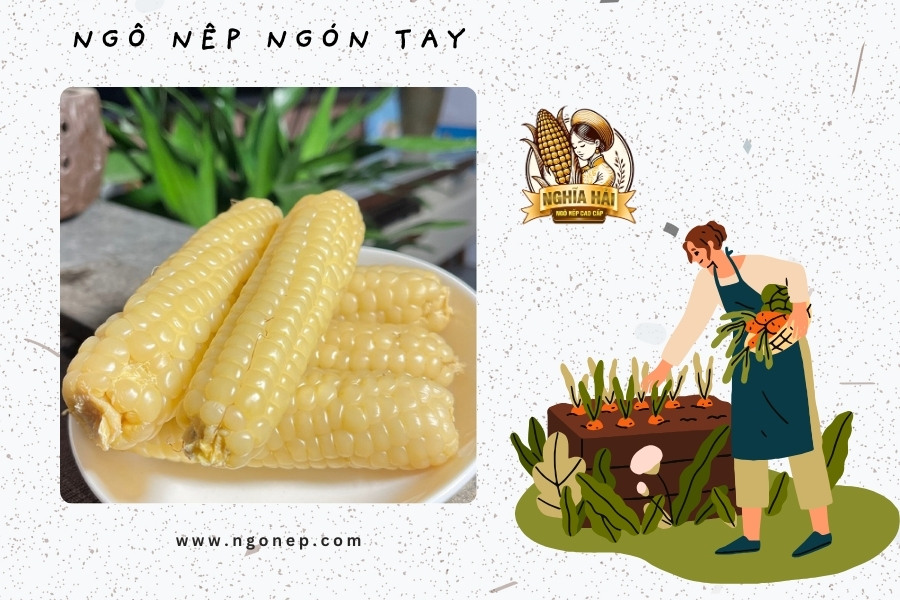 Ngô Nếp Nhật Bản
