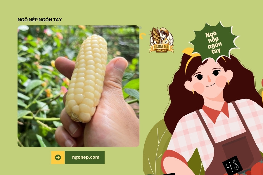 Ngô Nếp Nhật Bản