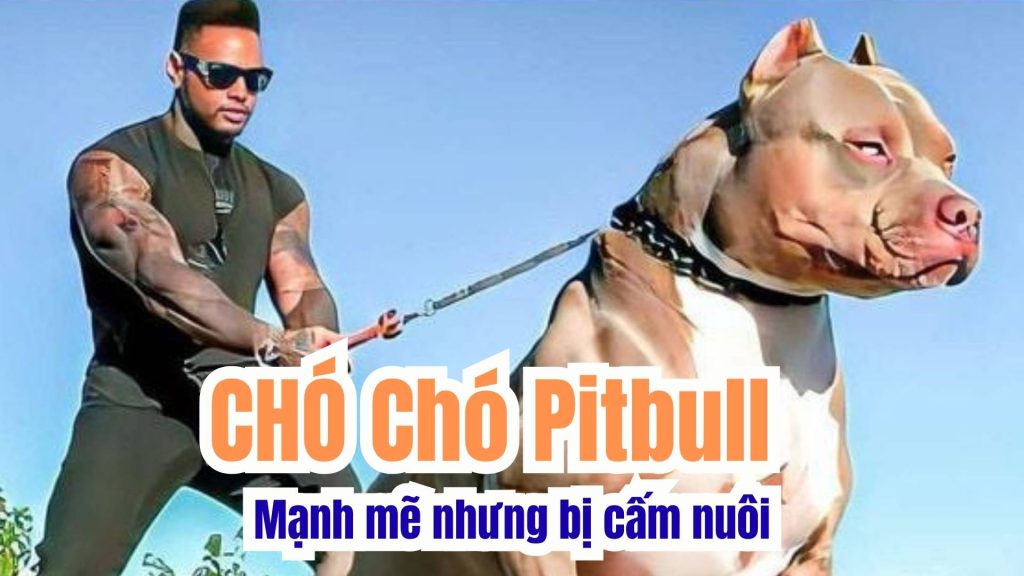 CHO Cho Pitbull Manh me nhung bi cam nuoi